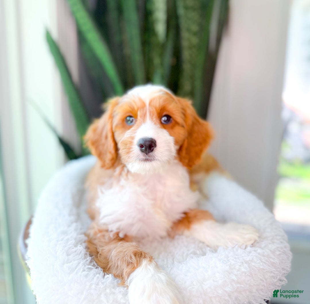 Cavapoo dogs for sale: Yahtzee - Image 6