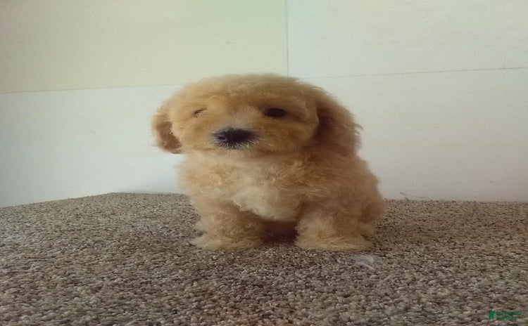 Maltipoo dogs - Advert 13