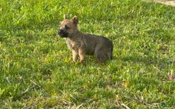 Cairn Terrier dogs for sale: Elmo - Image 4