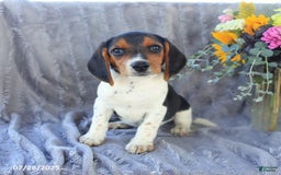 Beagle dogs for sale: Trigger - Image 4