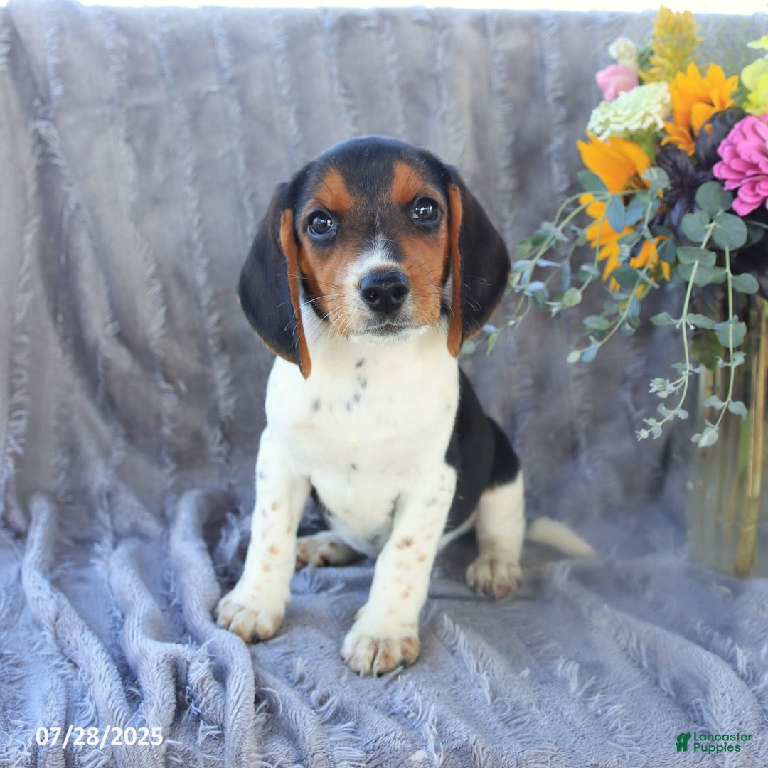 Beagle dogs for sale: Trigger - Image 4
