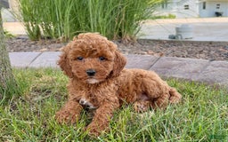 Cavapoo dogs for sale: Harley - Image 3