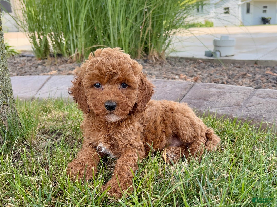 Cavapoo dogs for sale: Harley - Image 3