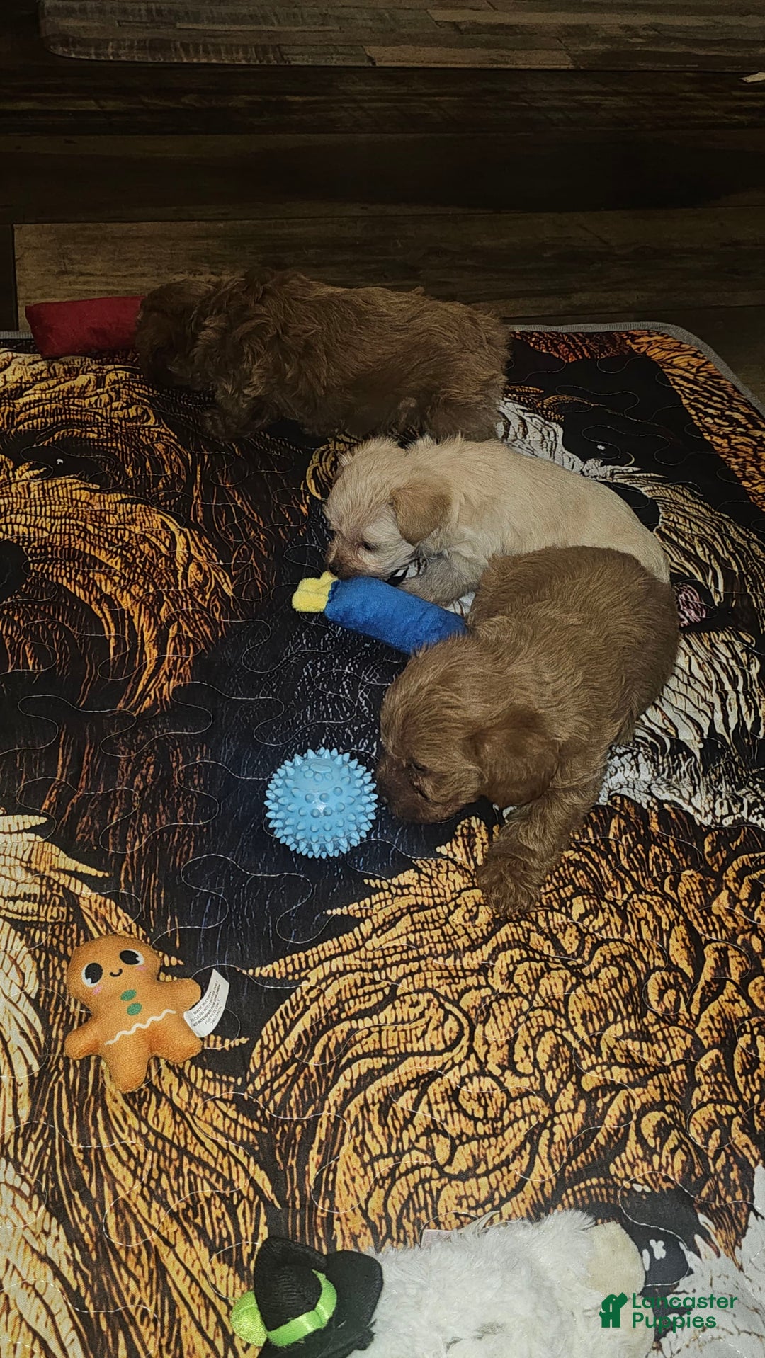 Yorkiepoo dogs for sale: Rita - Image 4