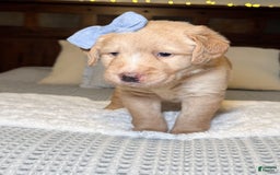 Labradoodle dogs for sale: Caramel - Image 2