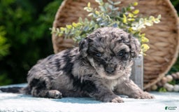 Mini Bernedoodle dogs for sale: Knox - Image 2