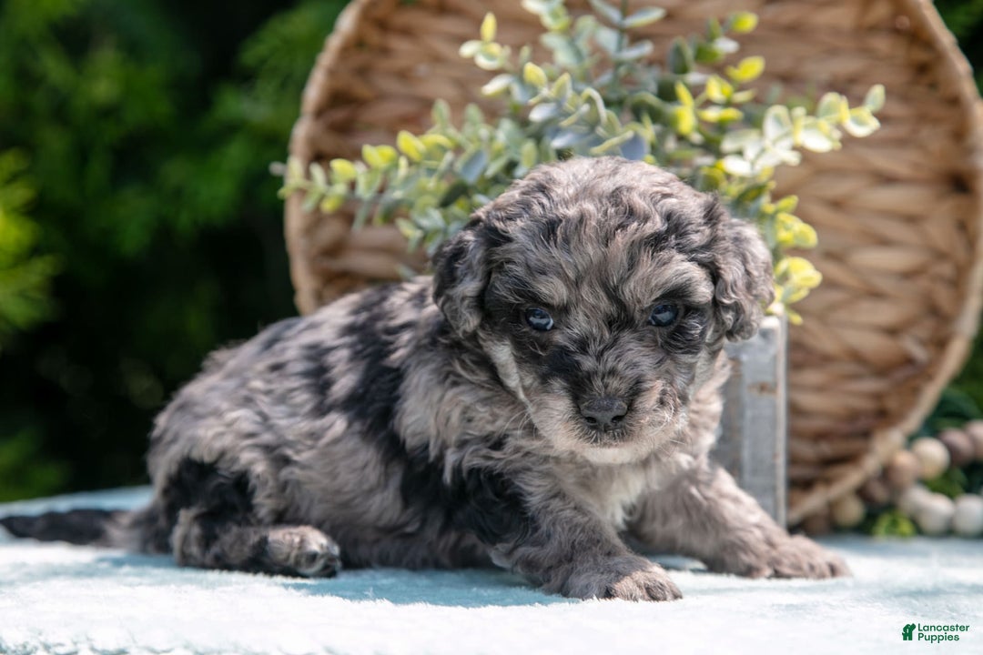 Mini Bernedoodle dogs for sale: Knox - Image 2