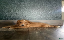 Cavapoo dogs for sale: River - Image 1