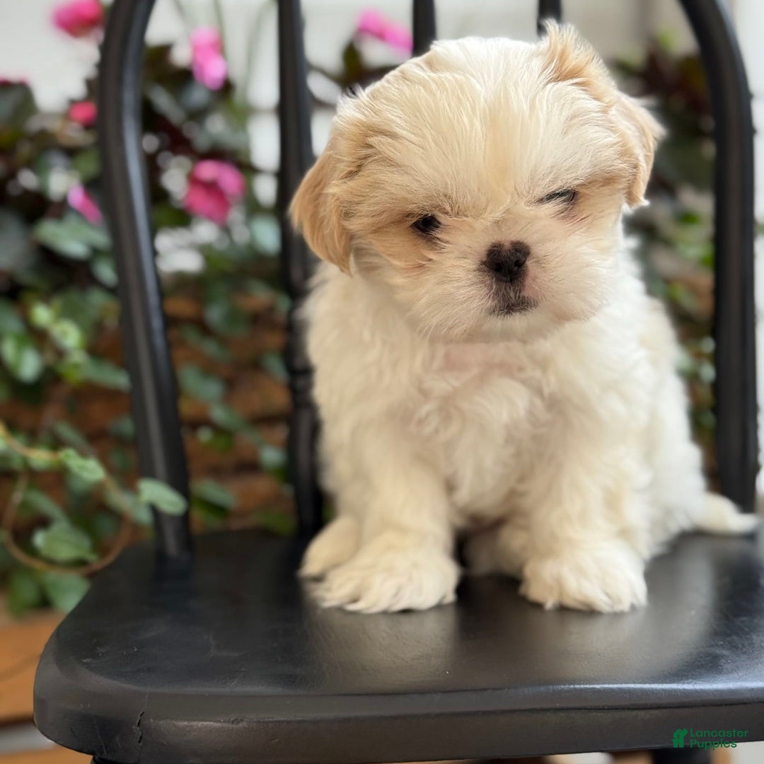 Shih Tzu dogs for sale: Larson - Image 3