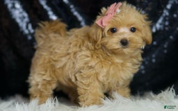 Maltipoo dogs for sale: Sissy - Image 4