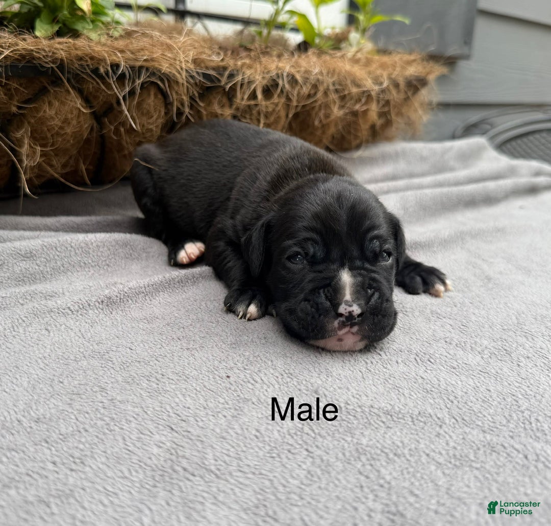 Boxer dogs for sale: Sealed Brindle - Image 5