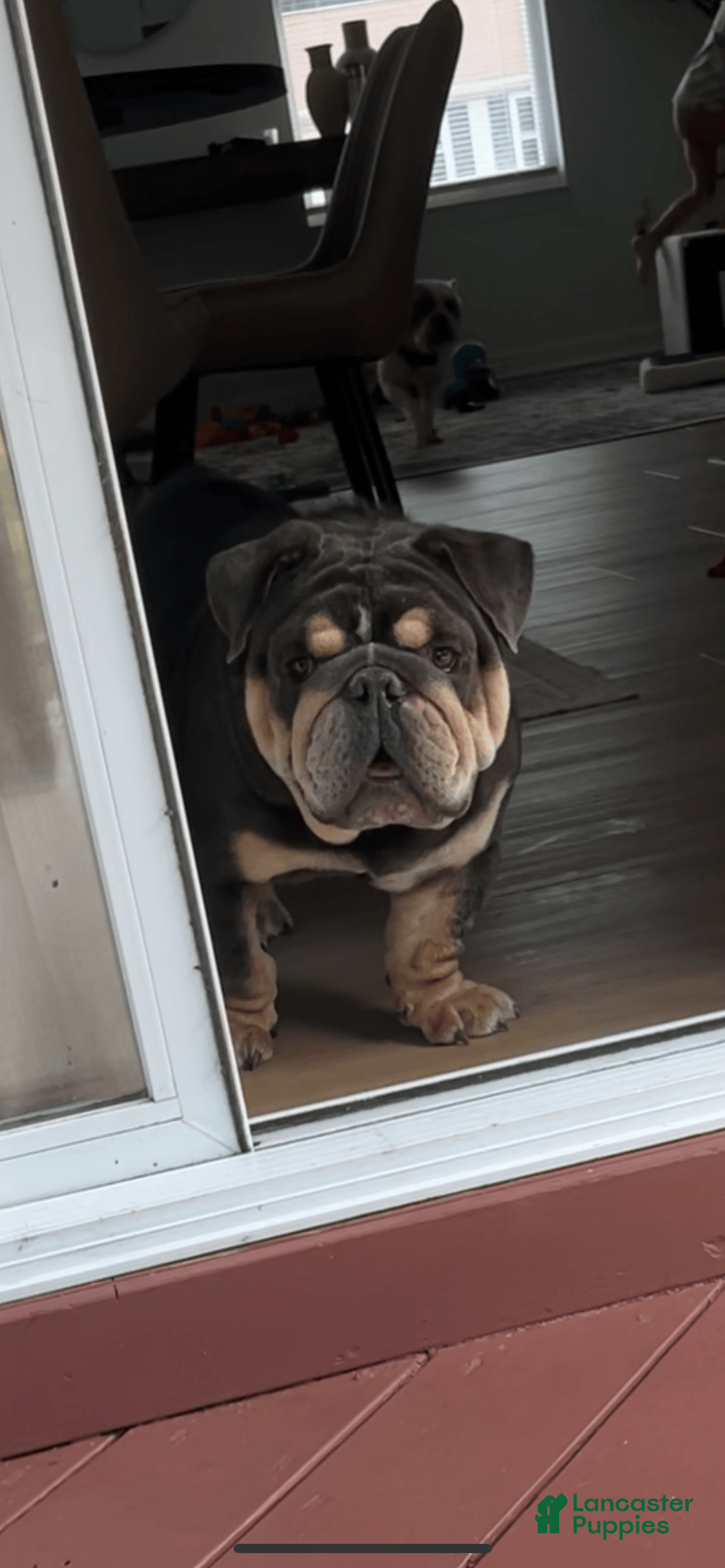English Bulldog dogs for sale: Meaty - Image 3