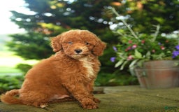 Miniature Poodle dogs for sale: Red - Image 4