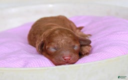 Cavapoo dogs for sale: Junipuff - Image 3