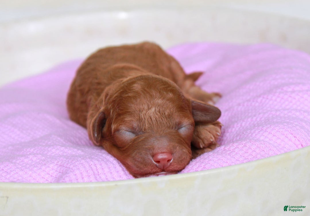 Cavapoo dogs for sale: Junipuff - Image 3