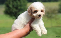 Maltipoo dogs for sale: Oscar - Image 3