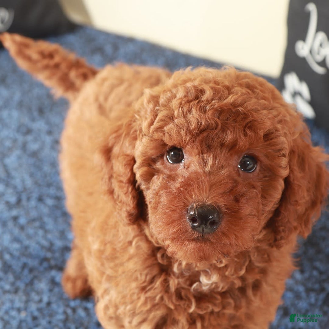  dogs for sale: Mini Goldendoodle 2 puppies - Image 8