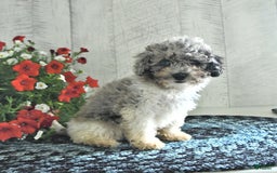 Shihpoo dogs for sale: Onyx - Image 2