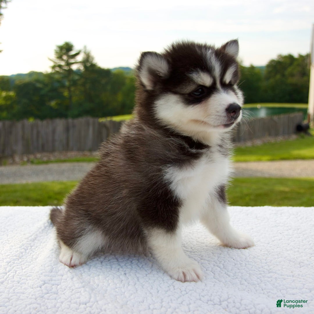 Pomsky dogs for sale: Libby - Image 10