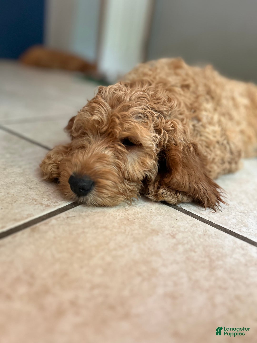 Goldendoodle dogs for sale: Hunter - Image 4