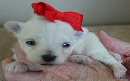 Maltipoo dogs for sale: Beans - Image 30