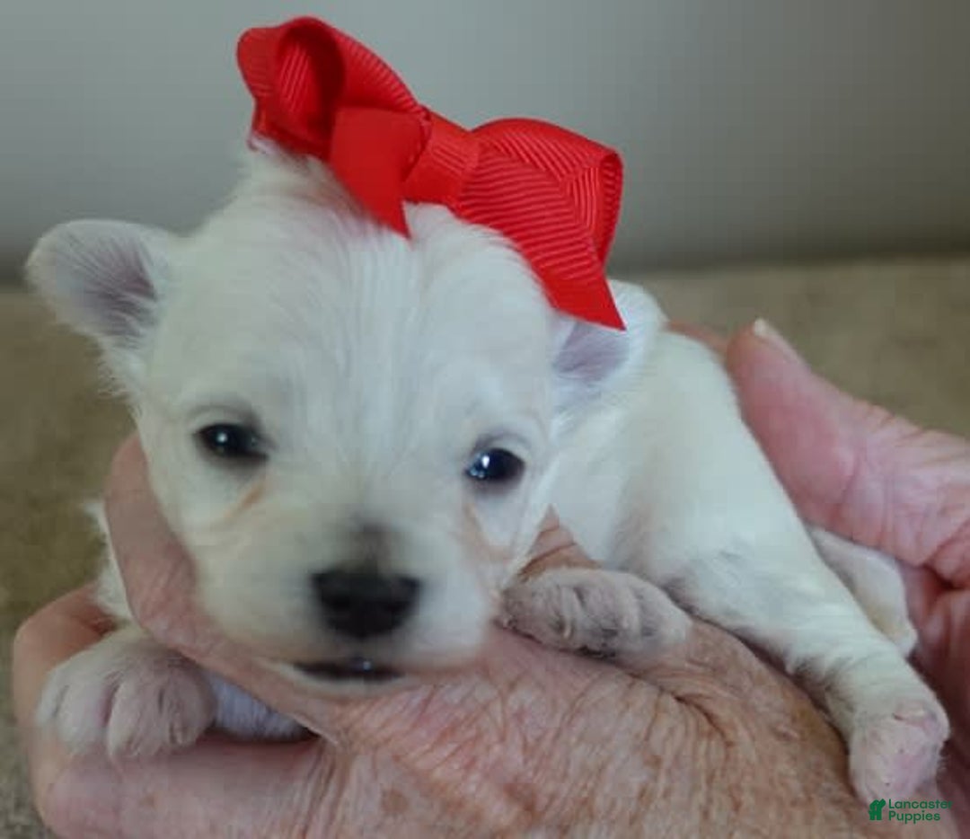 Maltipoo dogs for sale: Beans - Image 30