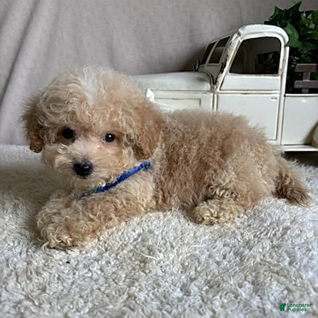 Bichpoo dogs for sale: Gabe - Image 8