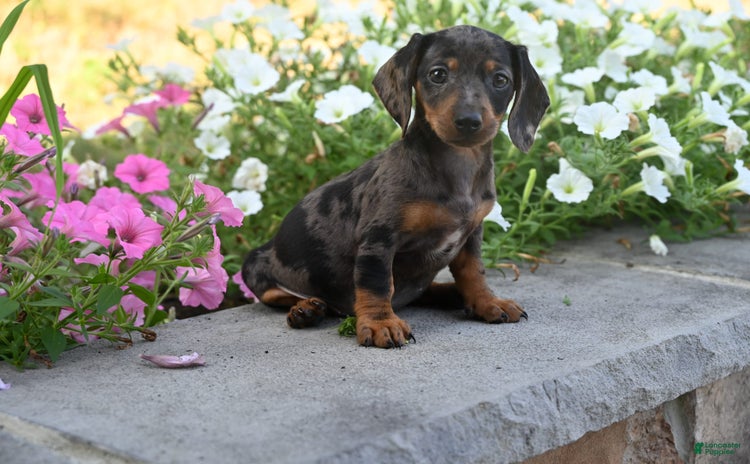 Miniature Dachshund dogs for sale - Ad 1