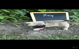 Pug dogs for sale: Pug 4 puppies - Image 2
