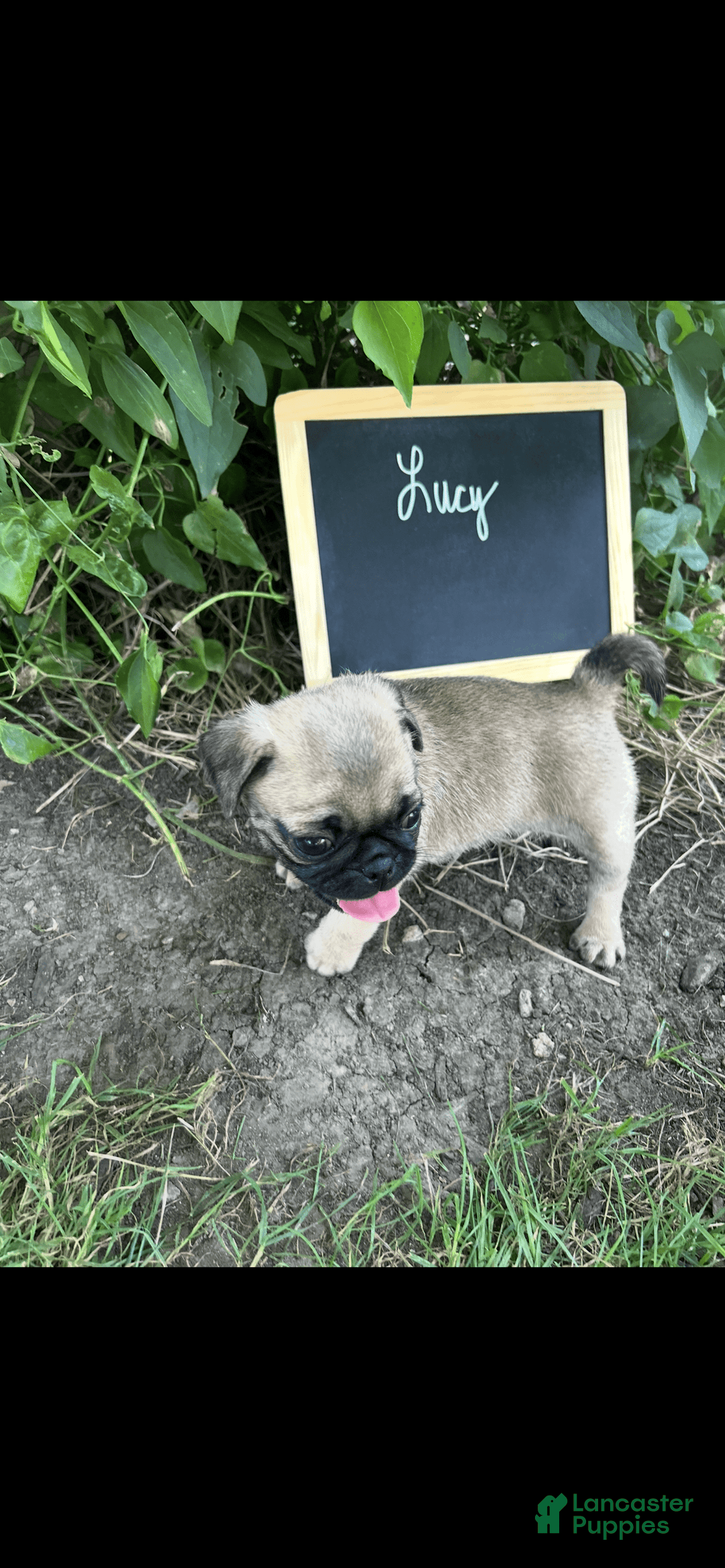 Pug dogs for sale: Pug 4 puppies - Image 2