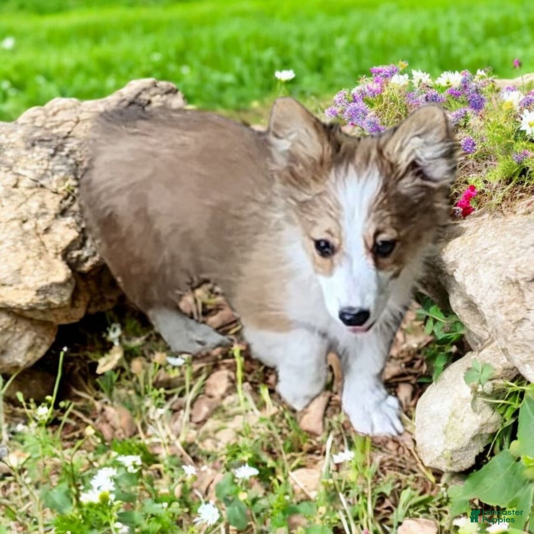 Welsh Corgi Pembroke dogs for sale: Tink Fluffy - Image 4