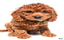 Cockapoo dogs for sale: Lucky - Image 6