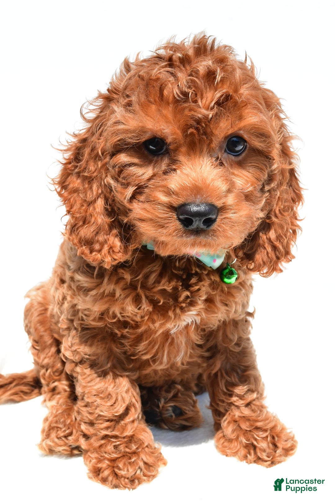 Cockapoo dogs for sale: Lucky - Image 6