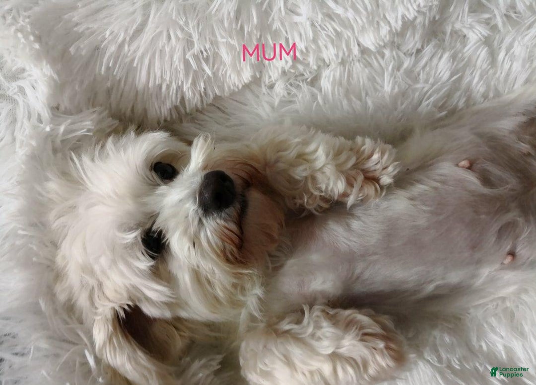 Maltipoo dogs for sale: Greg - Image 4