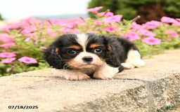 Cavalier King Charles Spaniel dogs for sale: Joey - Image 5