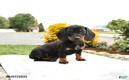 Miniature Dachshund dogs for sale: Chili - Image 3