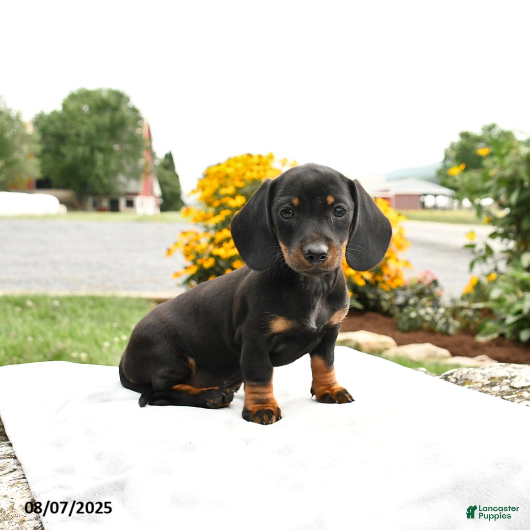 Miniature Dachshund dogs for sale: Chili - Image 3
