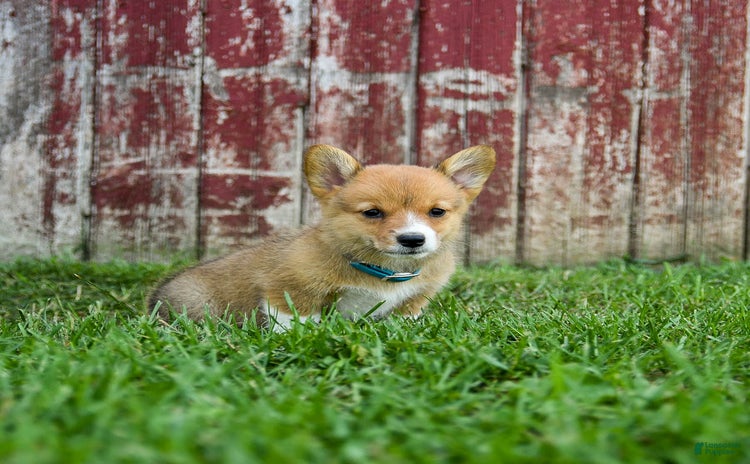 Welsh Corgi Pembroke dogs for sale - Ad 1