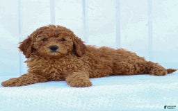 Miniature Poodle dogs for sale: Colette - Image 16