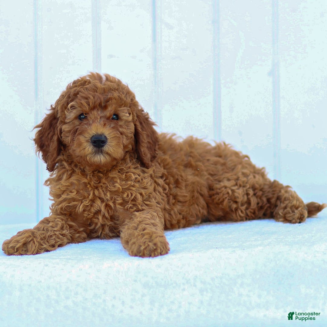 Miniature Poodle dogs for sale: Colette - Image 16