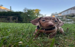 Miniature Dachshund dogs for sale: Feta - Image 2