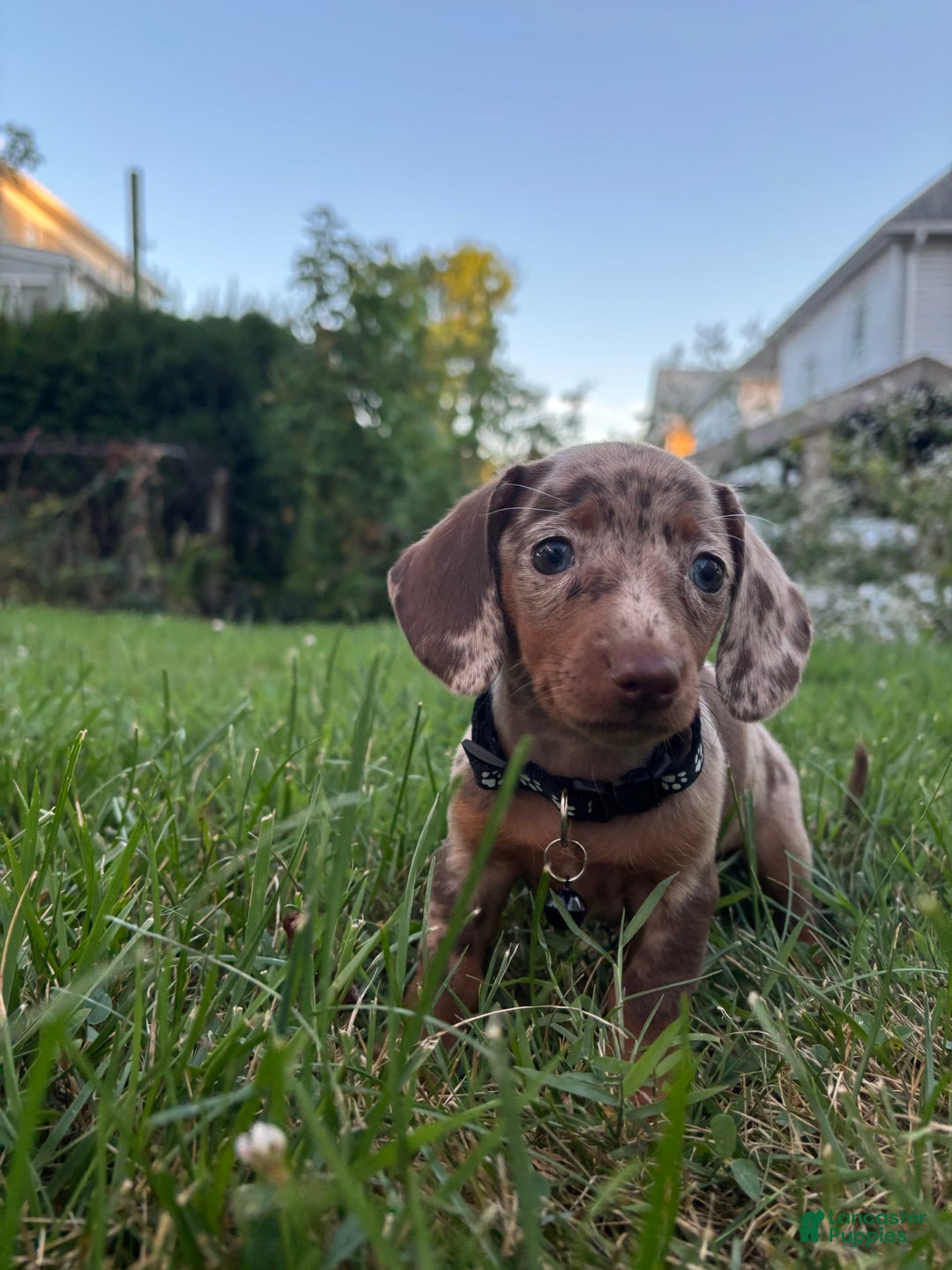 Miniature Dachshund dogs for sale: Feta - Image 2