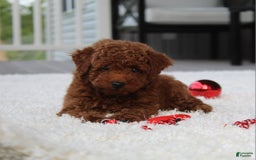 Toy Poodle dogs for sale: Elri - Image 10