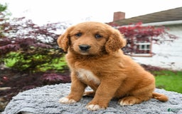 Goldendoodle dogs for sale: Custard - Image 2