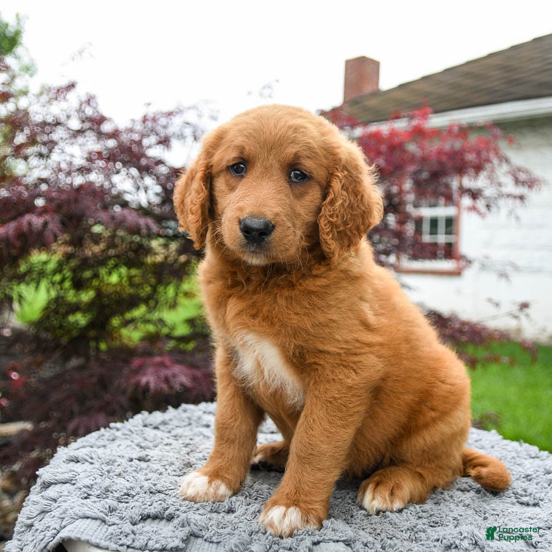 Goldendoodle dogs for sale: Custard - Image 2