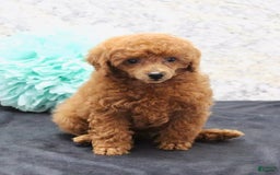 Miniature Poodle dogs for sale: Stanley - Image 3