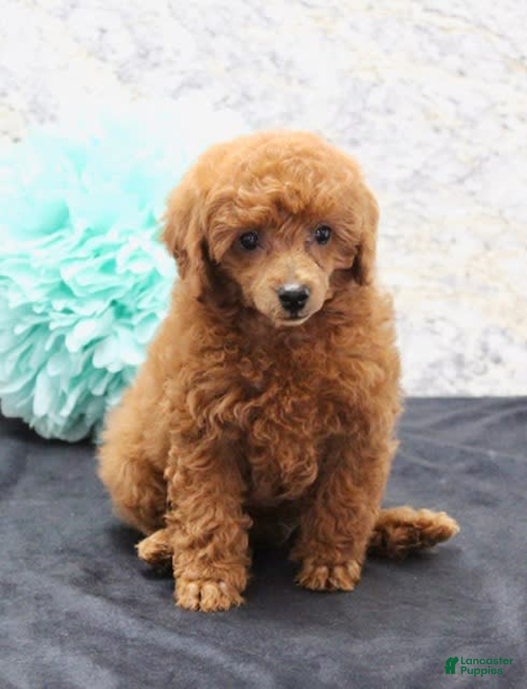 Miniature Poodle dogs for sale: Stanley - Image 3