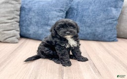  dogs for sale: Mini Goldendoodle 5 puppies - Image 10