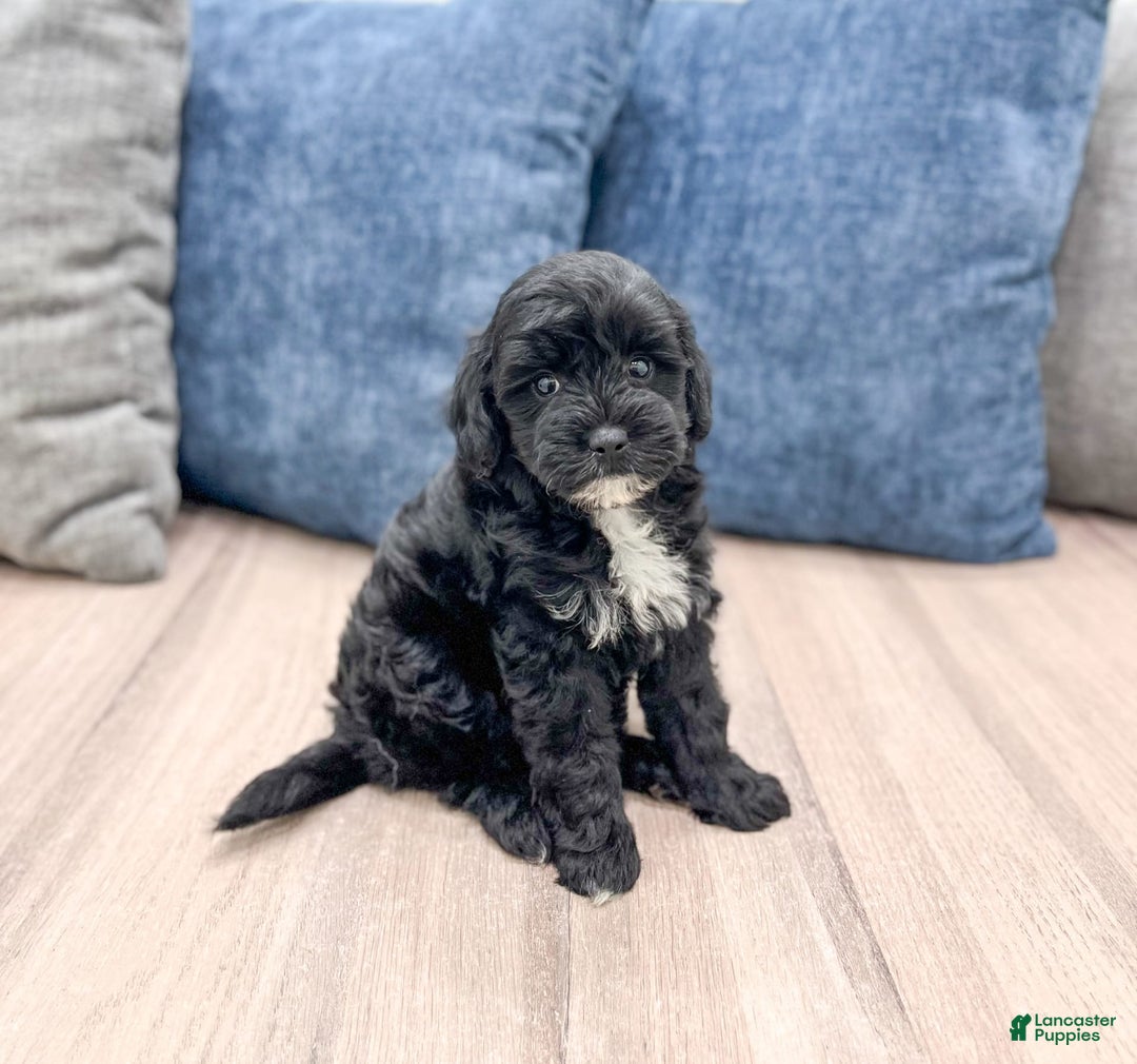  dogs for sale: Mini Goldendoodle 5 puppies - Image 10