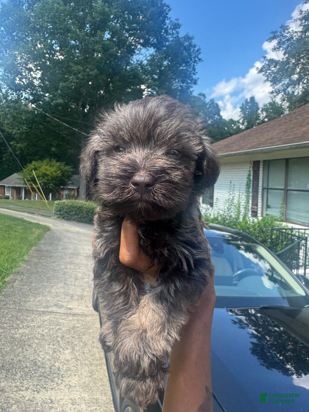 Miniature Schnauzer dogs for sale: Bruno - Image 2